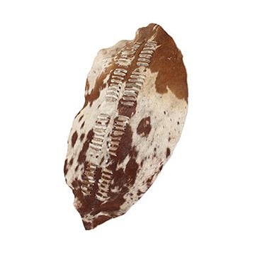 Zulu War Battle Shield